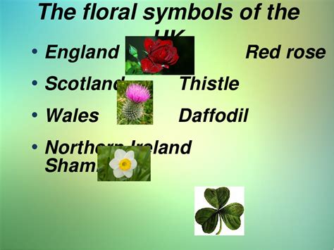 flower associated with england.